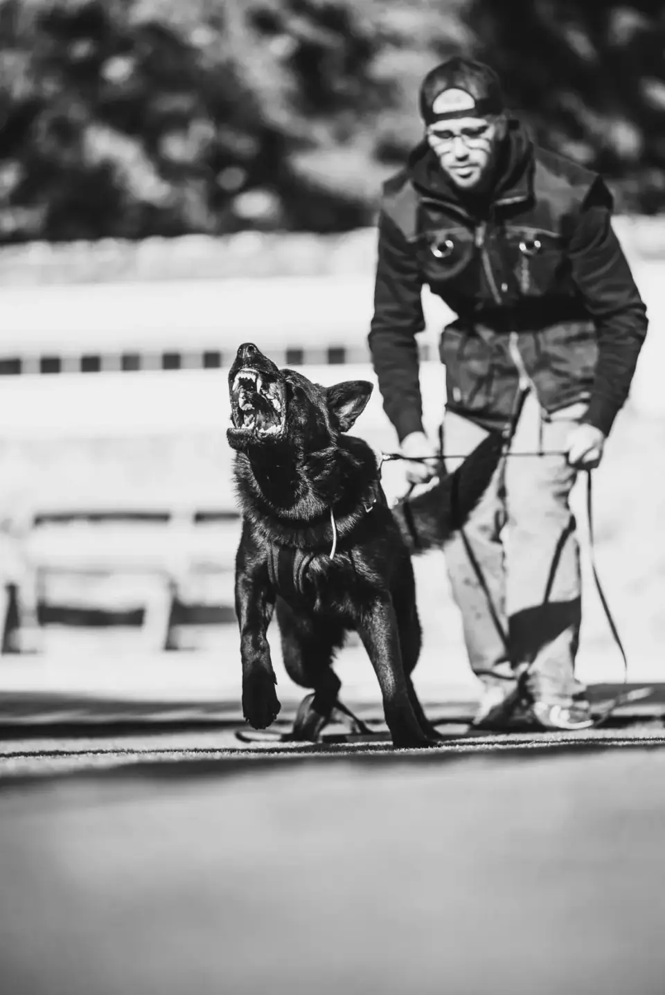 Cão preto à trela com o treinador num exercício ao ar livre