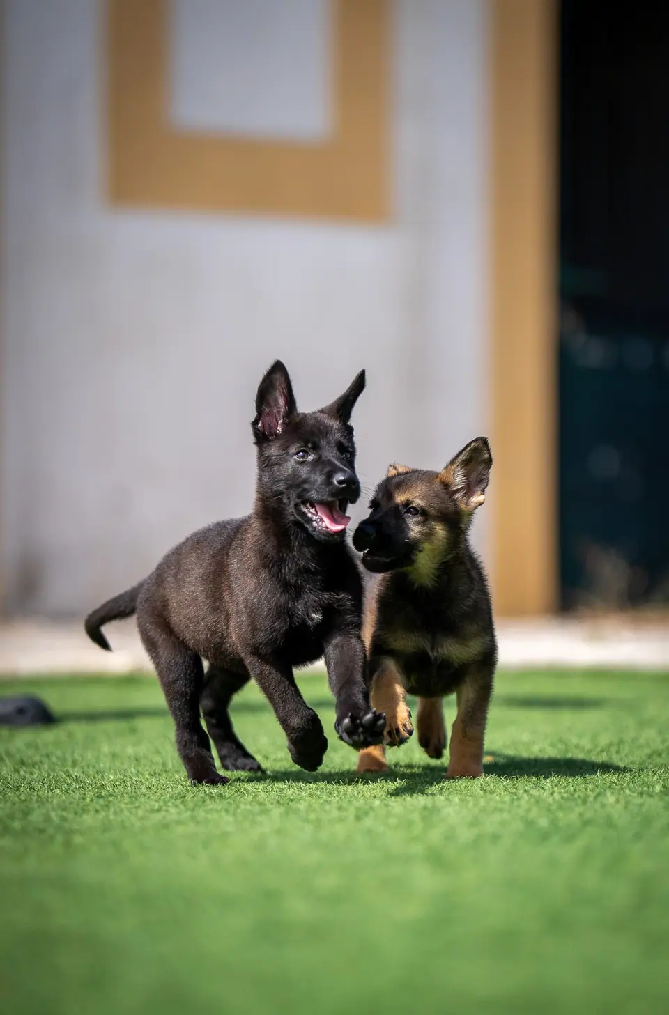 Dois cachorros de pastor-alemão a brincar num relvado